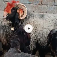 فروش قوچ سه رون