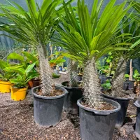 گل طبیعی|گل و گیاه طبیعی|رفسنجان, |دیوار