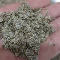 بذر شوید گاوریش|خدمات باغبانی و درختکاری|برازجان, |دیوار