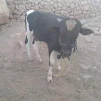 گاو