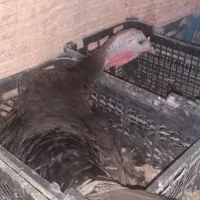 تعدادی بوقلمون بفروش میرسد|حیوانات مزرعه|کوار, |دیوار