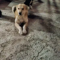 واگذاری سگ|سگ|نجفآباد, حومه نجف آباد|دیوار