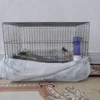 قفس با فنج|پرنده|اندیمشک, |دیوار