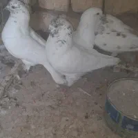 چندتا کبوتر بپر  ۲۰۰دونه یی