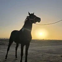 زمین ۷۵۰ متری،باغی اقساطی|فروش زمین و ملک کلنگی|شاهین‌شهر, شهرک میلاد|دیوار