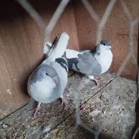 سیاه جفت|پرنده|میانه, |دیوار