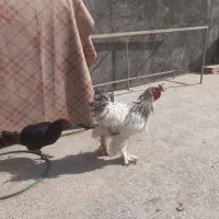 تخم نطفه دار نژاد برهما لایت