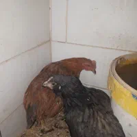 مرغ تزعینی برهماو۲خروس اول متنوبخونیدبعدپیام بدهید|حیوانات مزرعه|کنگاور, |دیوار