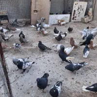 فروش 50 عدد کفتر بهبهانی و شهری