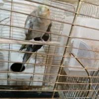 عروس هلندی تخم گزار|پرنده|تبریز, |دیوار