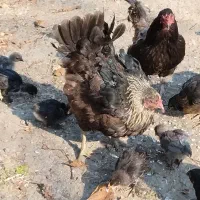 اردک ها و جوجه ها و خروس و مرغ ها|حیوانات مزرعه|چالوس, |دیوار