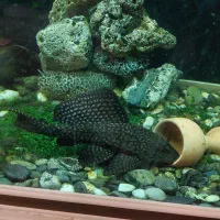 ماهیان آکواریومی درشت|ماهی|بجنورد, |دیوار