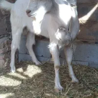 چپش سانن|حیوانات مزرعه|یزد, |دیوار