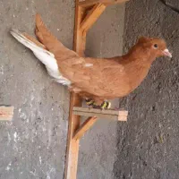 کفتر رنگه