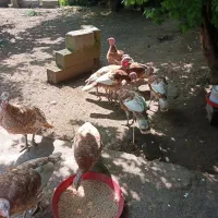 فروش بوقلمون برنز