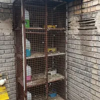 قفس جوجه گیری کبوتر