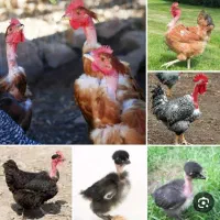 جوجه گردن ریت وکاکلی و محلی اصل اصل|حیوانات مزرعه|دهدشت, |دیوار