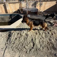 ژرمن ماده موبلند یکساله شولاین