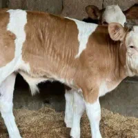 گوساله درجه یک اصیل