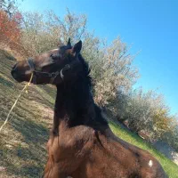 کره دوساله ترکمن|اسب و تجهیزات اسبسواری|شاهرود, |دیوار