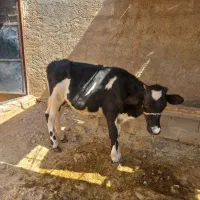 دو عدد گوساله|حیوانات مزرعه|ایذه, |دیوار