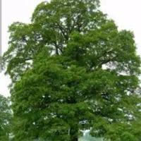 فروش زمین مغازه زرگران رامجرد