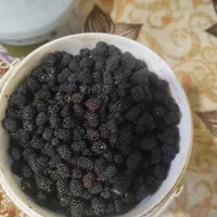 تمشک جنگلی