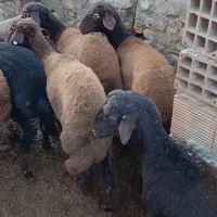 10راس توقلی قزل افشاری ماده زیر قوچی|حیوانات مزرعه|سیمین شهر, |دیوار