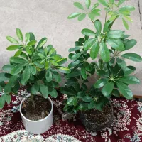 گل بزرگ 180 کوچک 150 با گلدانها