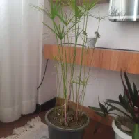 گل پروانه ،نخل مرداب ،مخملی|گل و گیاه طبیعی|سقز, |دیوار