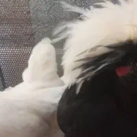 مرغ کاکلی|حیوانات مزرعه|سیرجان, |دیوار