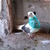 کبوتر تکپریکجایی|پرنده|گمیشان, |دیوار