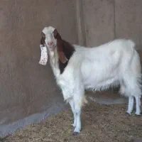 دوبزغاله‌نردوساله‌تخم‌دوقل|حیوانات مزرعه|آران و بیدگل, |دیوار