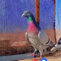 کفتر|پرنده|شیراز, شهرک مهرگان|دیوار