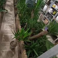 گلدان + یوکا تنه دار زیبا مناسب هدیه -ارسال سریع|گل و گیاه طبیعی|تهران, اختیاریه|دیوار