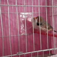 فنچ کینگ انگلیسی|پرنده|خرمآباد, |دیوار