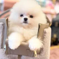 پامرانین سفید ۶۳ روزه