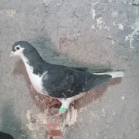 کفتر