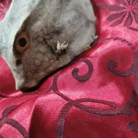 ماهی بادکنکی تزئینی و انگشتر نگین دار|جواهرات|آفتاب, |دیوار