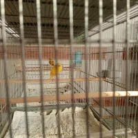 قناری نر مست جوون