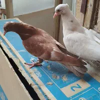 کفتر جوجه سینه دم قهوایی و طوقی