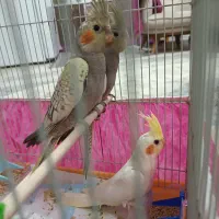 عروس هلندی دوماهه ۳ماهه|پرنده|فومن, |دیوار