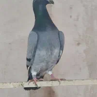 کبوتر فروشی|پرنده|گنبد کاووس, |دیوار