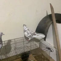 کبوتر|پرنده|رودبار, |دیوار