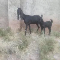 بز پاکستانی
