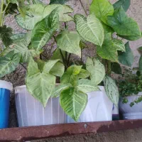 مجله|کتاب و مجله ادبی|سرپل ذهاب, |دیوار