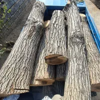 دررخت و چب چوب تیر خشک|خدمات باغبانی و درختکاری|کمیجان, |دیوار