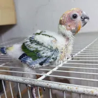 جوجه خورشیدی سرلاکی