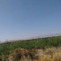 بارزنی سیب و پیاز