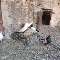 کبوتر دوری سفت|پرنده|اهواز, زیتون کارگری|دیوار